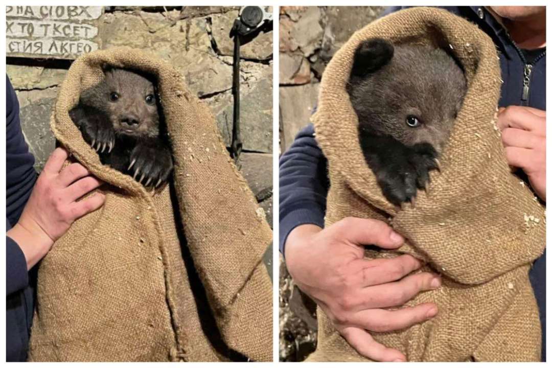 На Закарпатье спасли медведя/Коллаж МЕТА: Ужанский национальный природный парк/Facebook На Закарпатье спасли маленького медвежонка: очаровательные фото животного