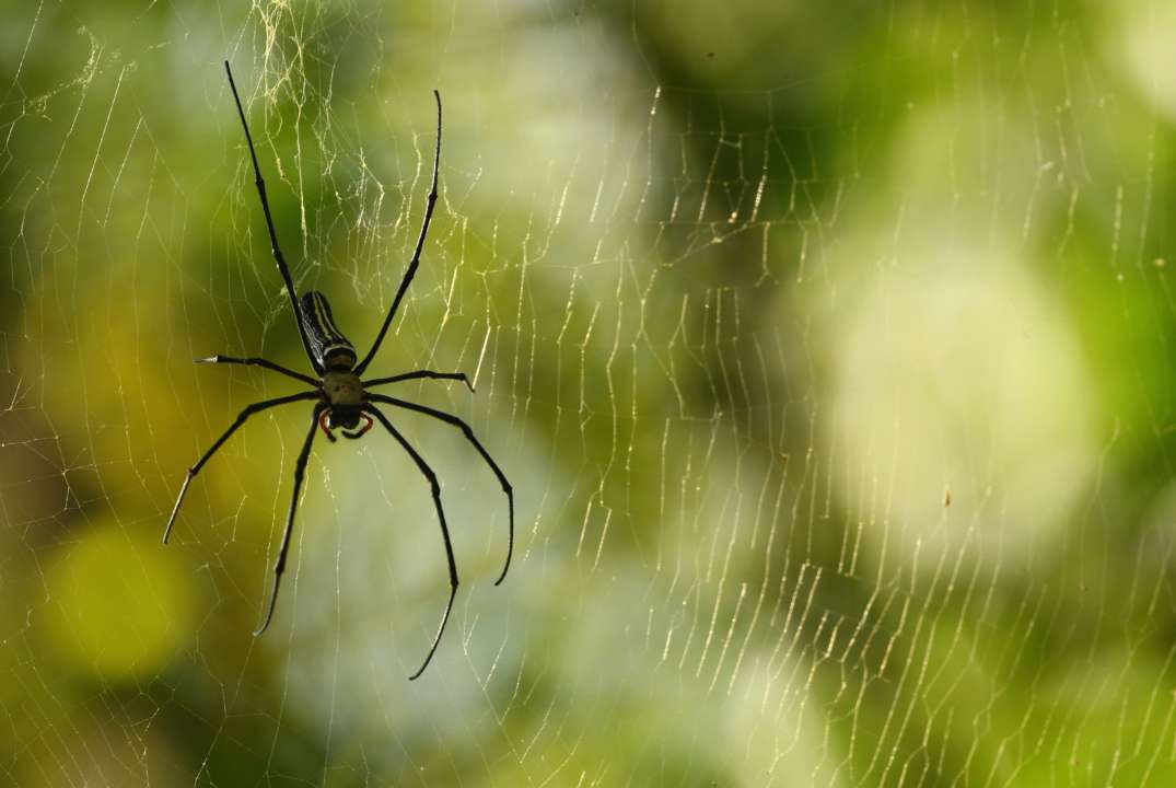 Паук
