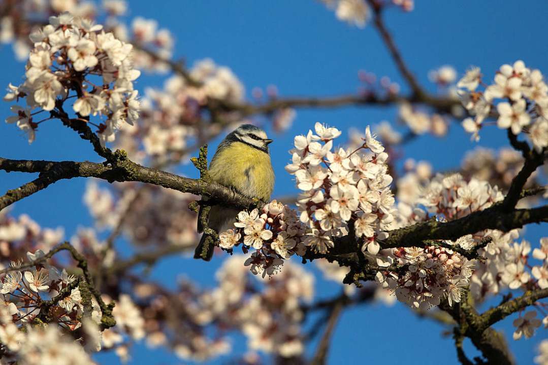 Коли в Україну прийде весняне тепло/Фото: Getty Images Коли в Україну прийде весняне тепло/Фото: Getty Images