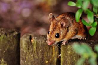 В Южной Корее изобрели уникальный микроскоп/Фото: Pixabay Мышь