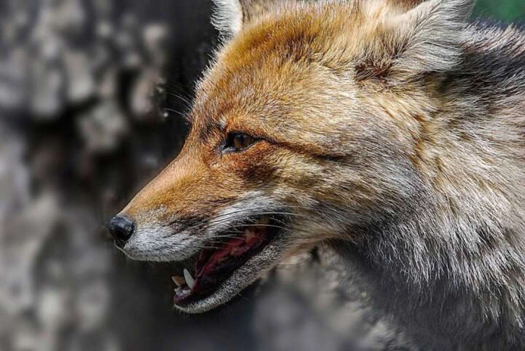 Что делать, если на вашем пути появилась лисица / Фото: t.me/mykola_lukashuk