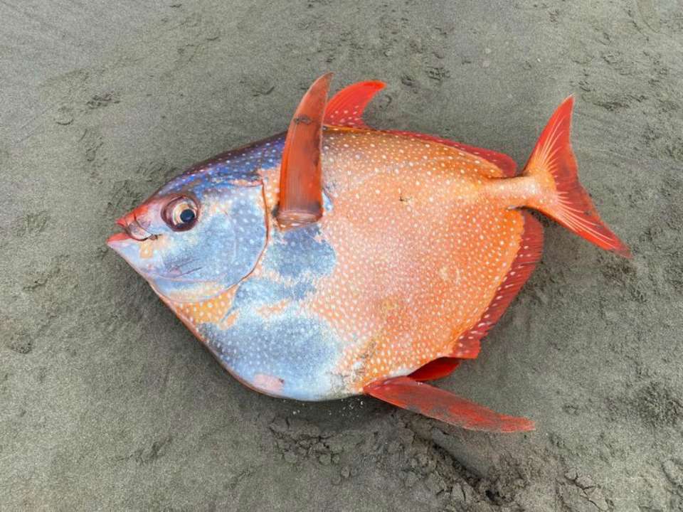 Фото: Seaside Aquarium/Facebook В США на побережье вымыло редкую 45-килограммовую теплокровную рыбу. Фото