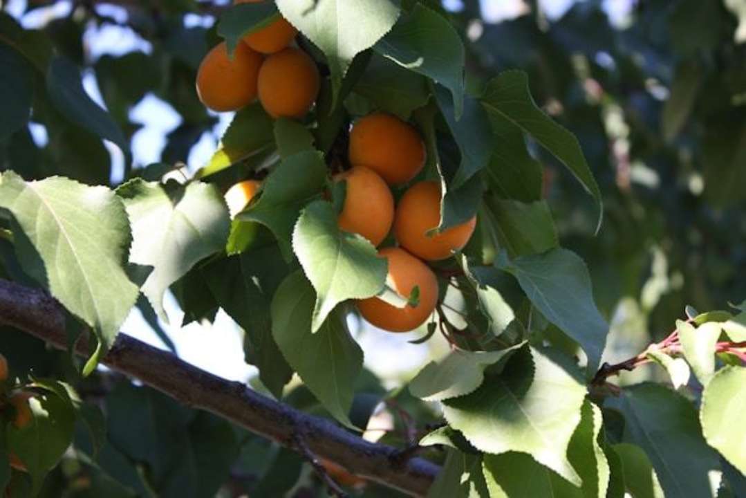 Абрикоси