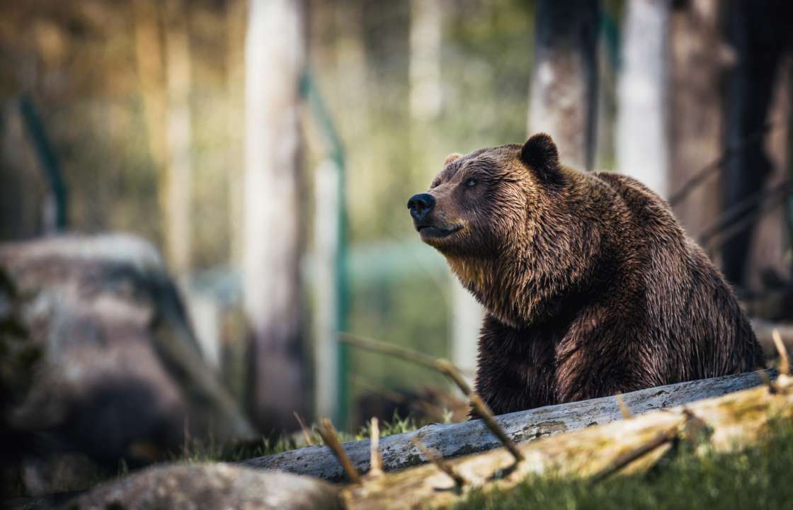 Медведя Балу из Хмельницкого перевезли на реабилитацию
