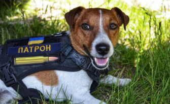 Пес Патрон отримав нагороду Palm Dog Award у Каннах/Фото: instagram Пес Патрон отримав нагороду на кінофестивалі у Каннах