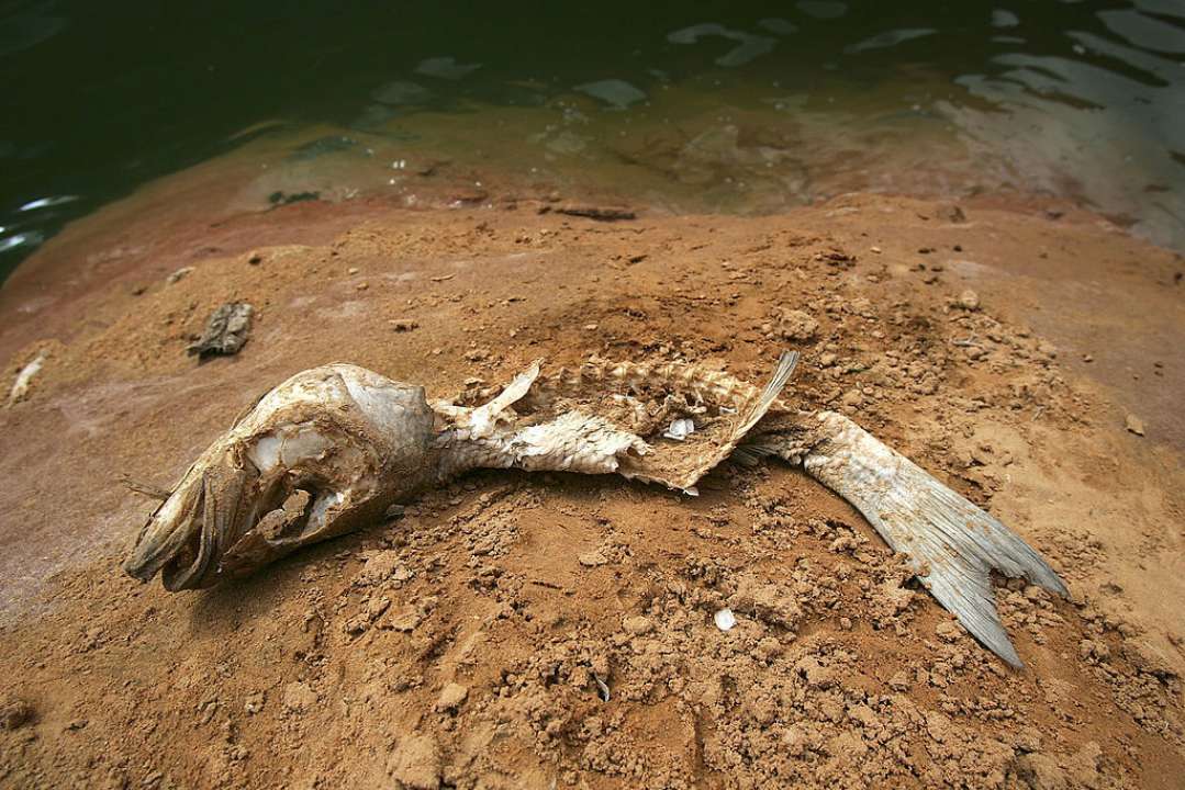 Экологи зафиксировали мор рыбы в Южном Буге/Фото: Getty Images