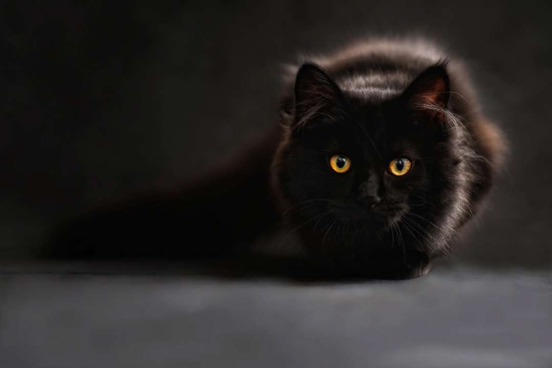 Фото: Pixabay Вченим вдалося з'ясувати, коли й навіщо люди приручили котів