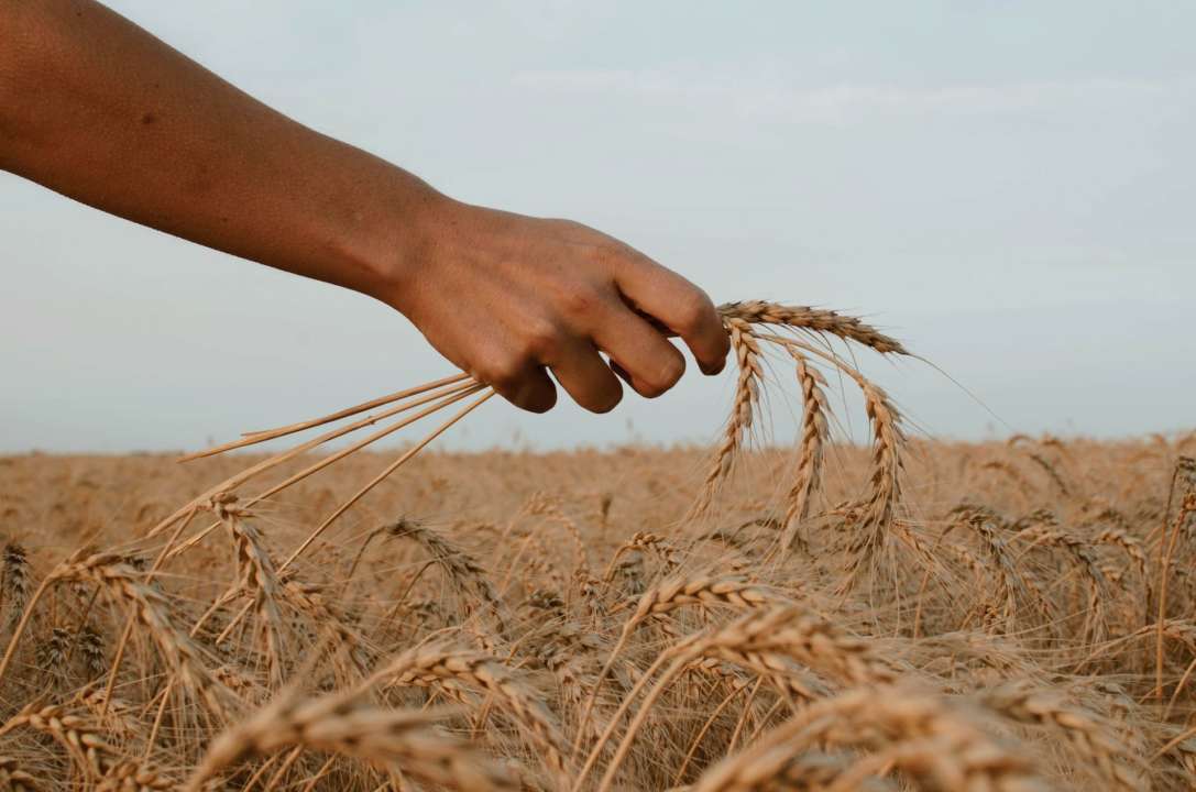 Угорщина заборонила ввіз української сільськогосподарської продукції. Фото: Unsplash/Автор-Paz Arando угорщина