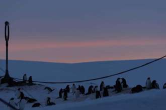 Пингвины возле станции "Академик Вернадский" / Фото: facebook.com/AntarcticCenter На станции "Вернадский" поселились редкие гости: пингвины Адели