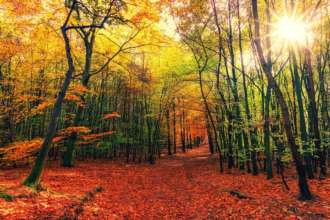Фото: Pixabay/Автор: jplenio Ліс
