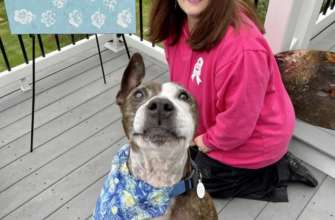 Фото: Happily Furever After Rescue/Facebook Також без вуха і також малює: у США організували виставку картин собаки на прізвисько Ван Гог