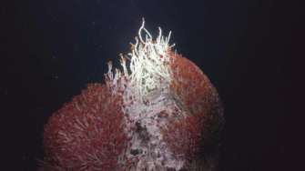 Фото: Schmidt Institute of the Oceans Біля берегів Мексики знайшли шість невідомих видів тварин та гідротермальні джерела