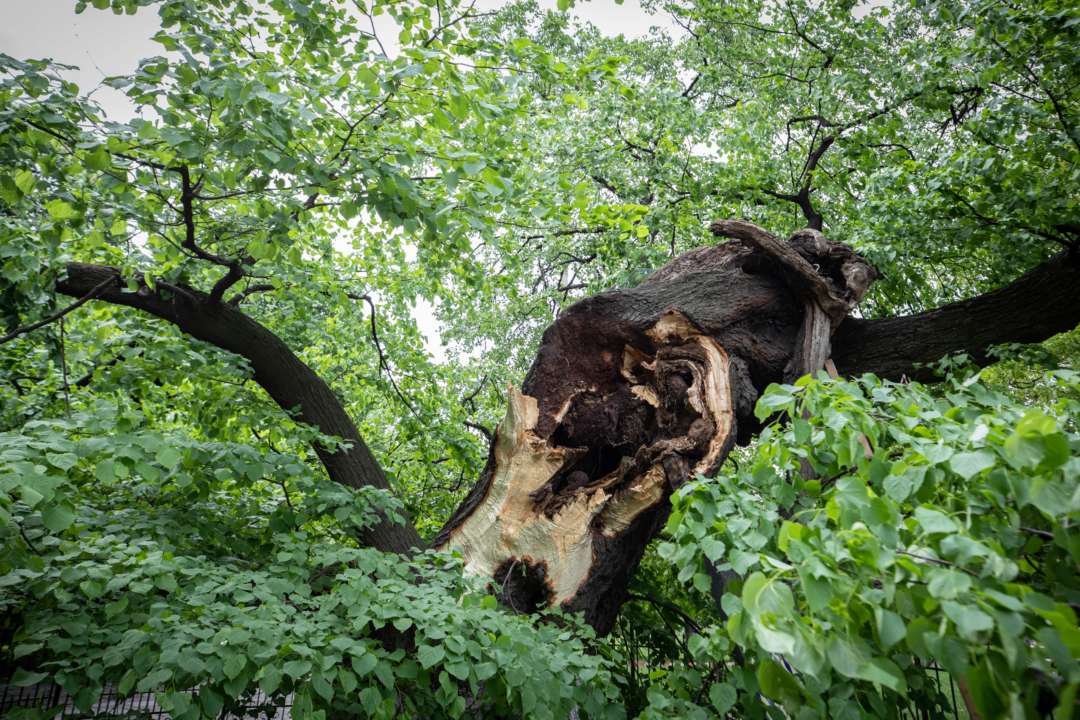 У Києві ураган зламав липу, яку у 1635 році посадив митрополит Петро Могила/Фото: КМДА КМДА