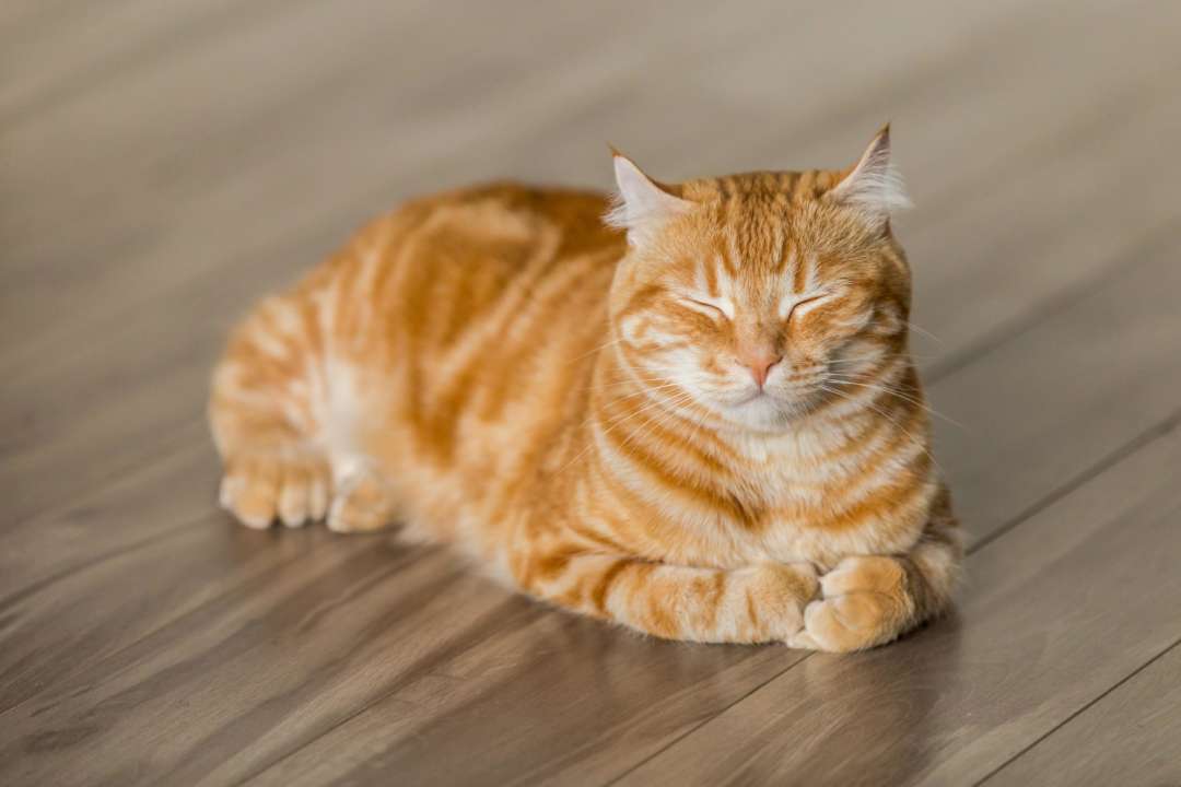 Ученые обнаружили, что с котами можно общаться с помощью медленного моргания/Фото: Michael Sum/Unsplash Рыжий кот лежит на полу