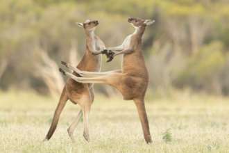 Фото: Comedy Wildlife Photography Awards знімки претендентів на перемогу