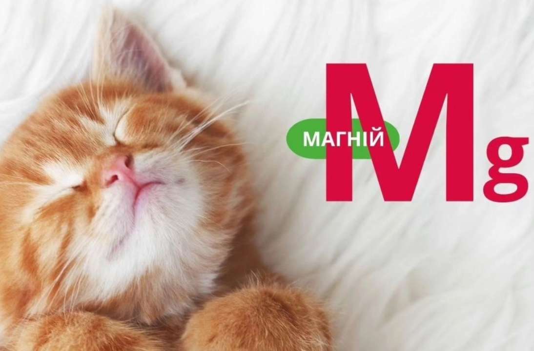 Магний также действует как электрический проводник, сокращающий мышцы и заставляющий сердце биться стабильно