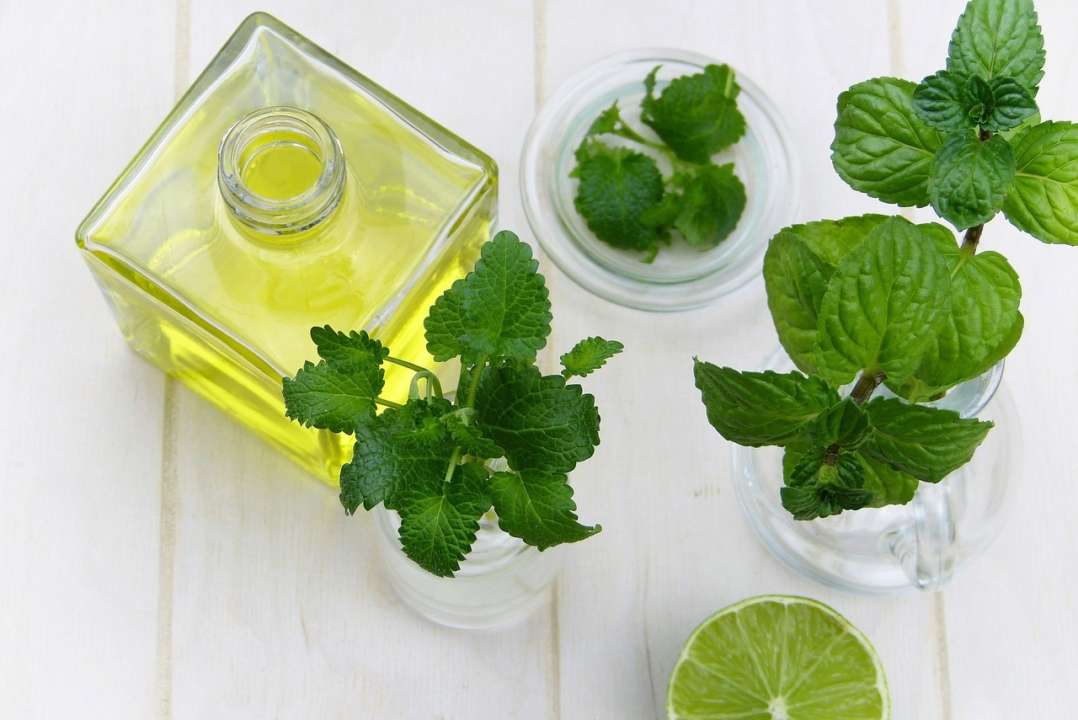 Что такое двулетние растения и что о них надо знать / Фото: Pixabay Что такое двулетние растения и что о них надо знать