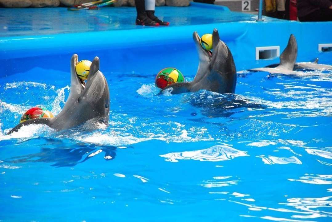 Одесский дельфинарий попал в громкий скандал/Фото: delfinariy.nemo/facebook Одесский дельфинарий попал в громкий скандал: заведение шокировало обращением с животными