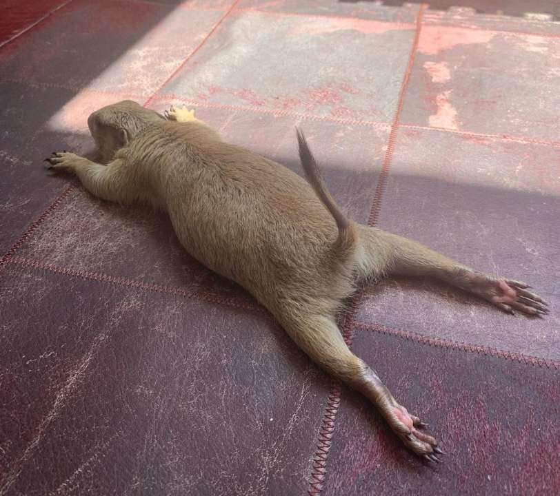 Собачка сделал смешные упражнения утром. Фото: instagram.com/poppy_the_prairie_dog Собака рассмешил пользователей йогой