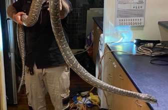Фото: Brisbane North Snake Catchers and Relocation (Facebook) Несподіваний гість: у приватний будинок заліз 3-метровий пітон