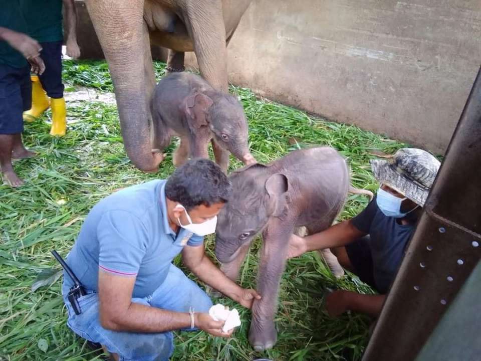 Фото: Elephant Lovers Travels