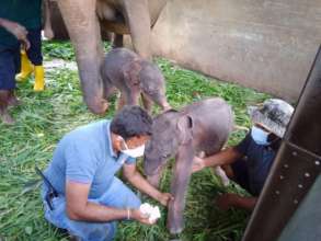 Фото: Elephant Lovers Travels Фото: Elephant Lovers Travels