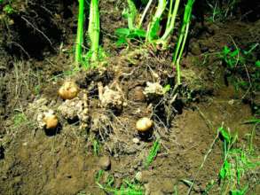Фото: Agroexpert На Волыни в картофеле обнаружили рак: больше гектара угодья фермер вынужден уничтожить
