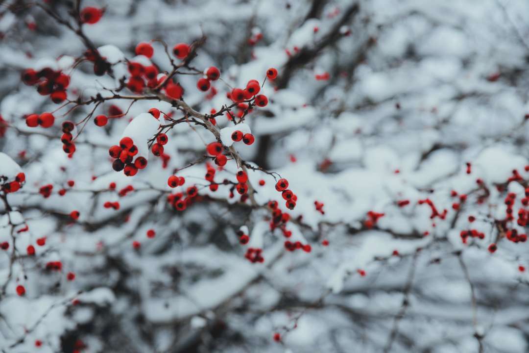 Хто святкує день ангела 22 лютого/Фото: Pixabay Хто святкує день ангела 22 лютого/Фото: Pixabay