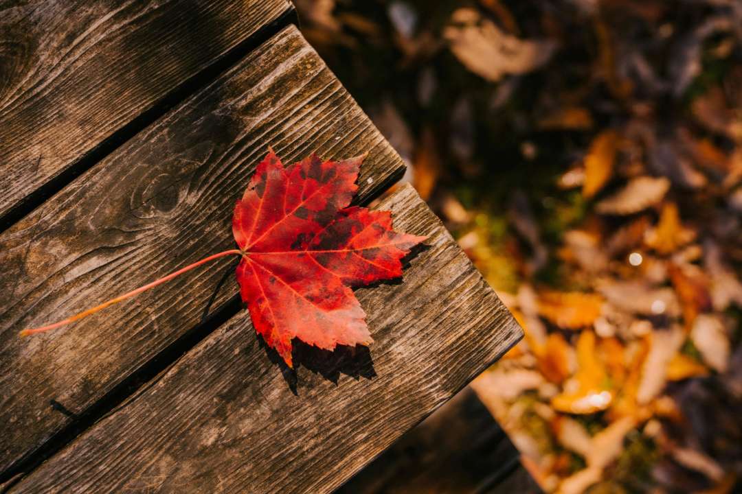 Народные приметы на 8 сентября/Фото: pexels Что нужно сделать женщинам на Вторую Пречистую: народные приметы на 8 сентября