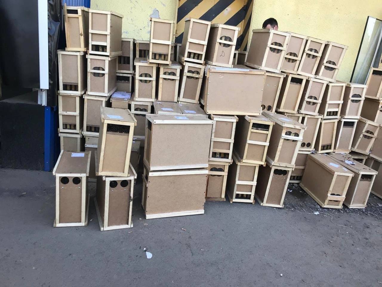 фото: facebook @vglagola 8 млн бджіл загинули під час перевезення