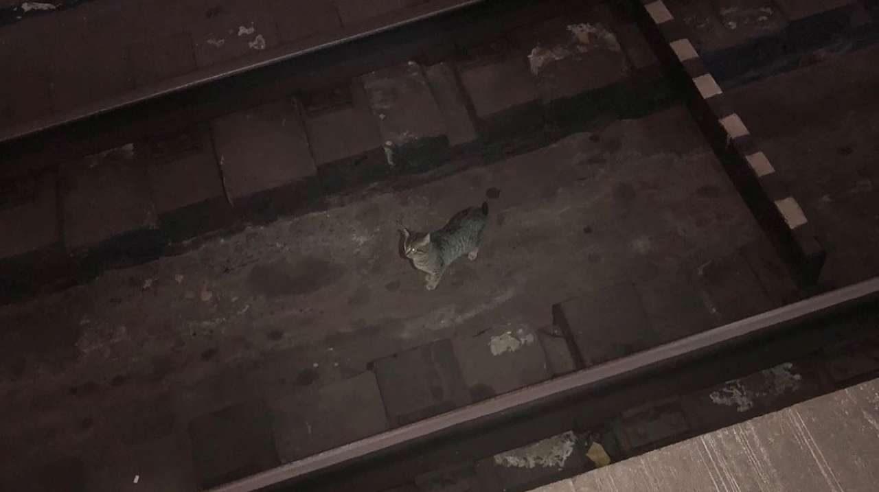Поліцейські ігнорували прохання про допомогу: у харківському метро кошеня потрапило на рейси