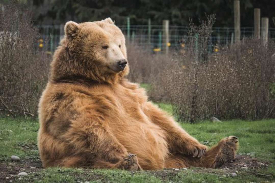 Ведмідь у зоопарку
