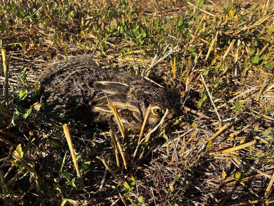 ДСНС показала, до чого призводить спалювання сухостою / Фото: t.me/dsns_telegram ДСНС показала, до чого призводить спалювання сухостою / Фото: t.me/dsns_telegram