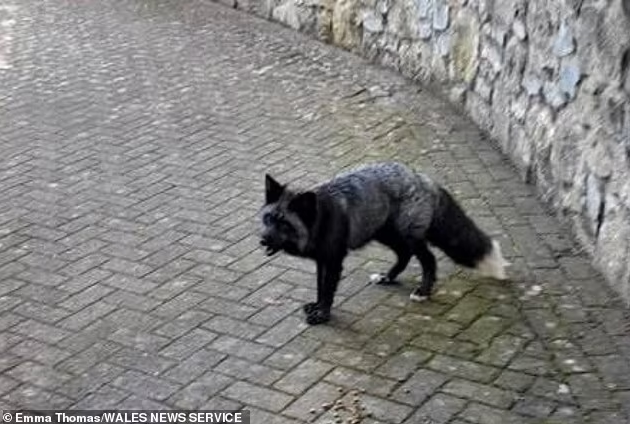 Лисиця на прізвисько Тінь/Фото: Black Foxes UK Лисиця на прізвисько Тінь/Фото: Black Foxes UK
