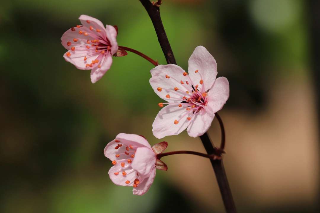 Фото: Pixabay 24 квітня: яке сьогодні свято, прикмети і замкнені