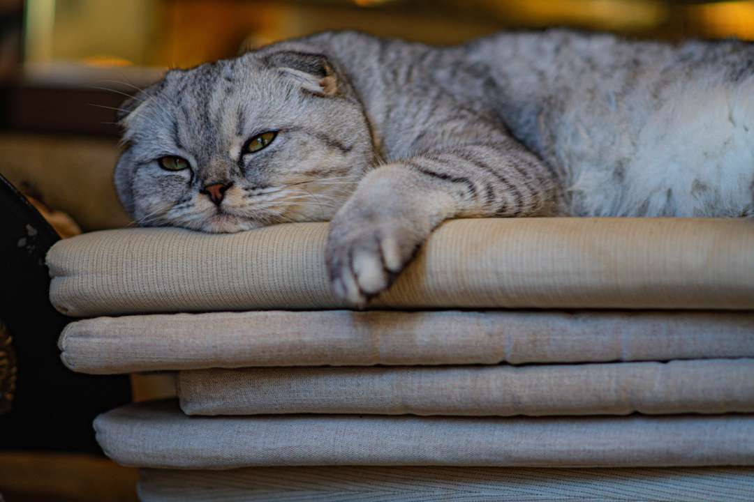 Фото: Unsplash/ Автор - michal dziekonski вчені назвали тварину, яка не буде виконувати команди і працювати заради їжі