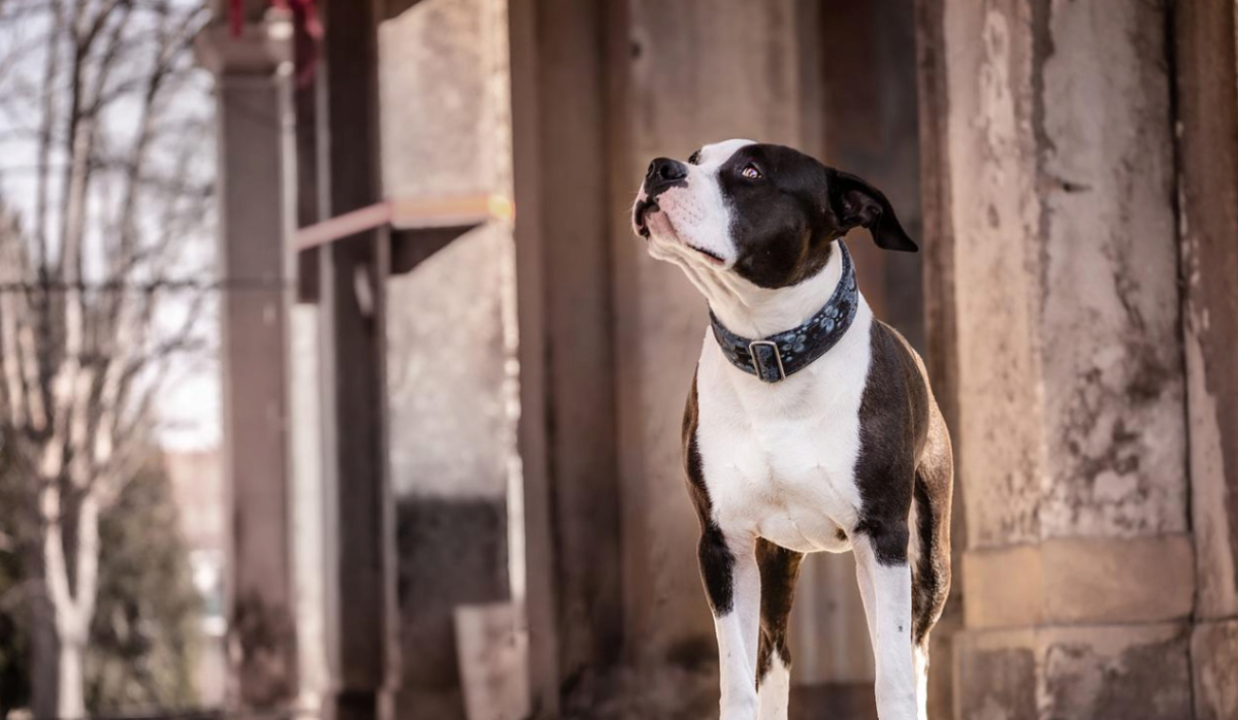 Лишь единицы могут найти третью собаку на картинке за 7 секунд/Фото: dogdiscoveries Лишь единицы могут найти третью собаку на картинке за 7 секунд: удастся ли вам