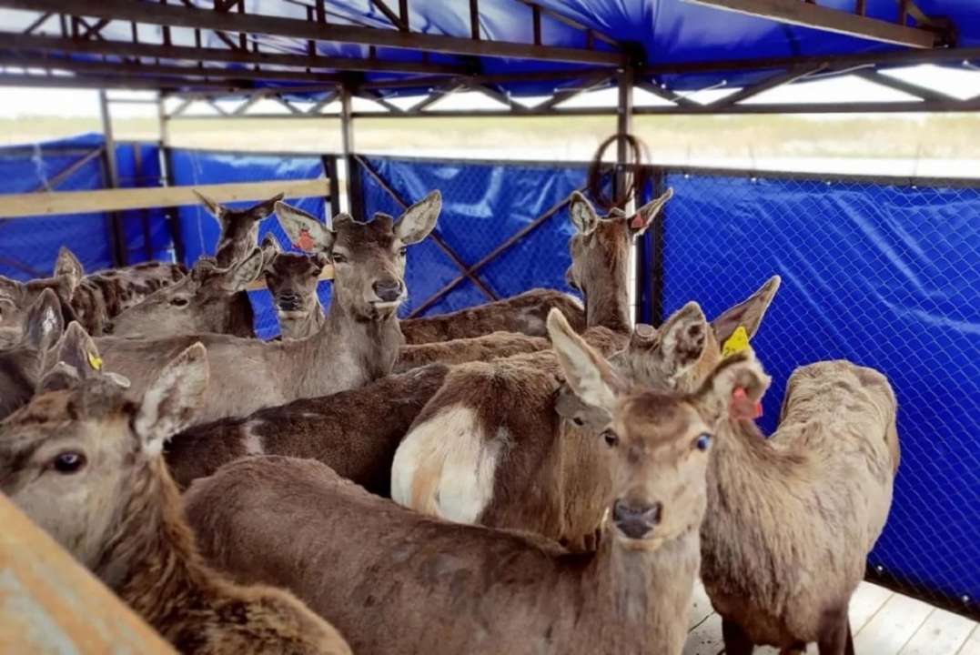 На острове под Одессой появились олени и лани с Запада Украины/Фото: Rewilding Ukraine