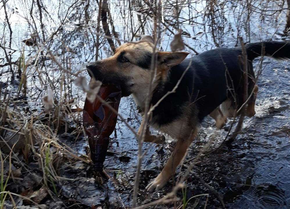 Собака достает мусор из реки