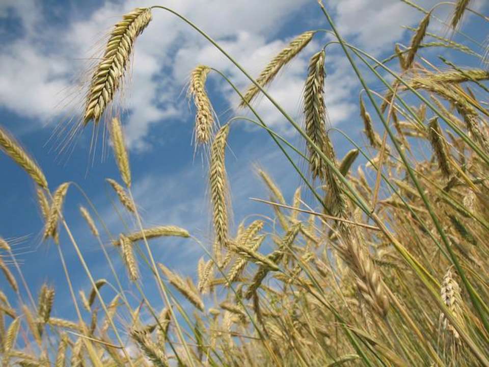 В украинских портах оккупанты заблокировали рекордный груз зерна для Европы/Фото: pixabay зерно