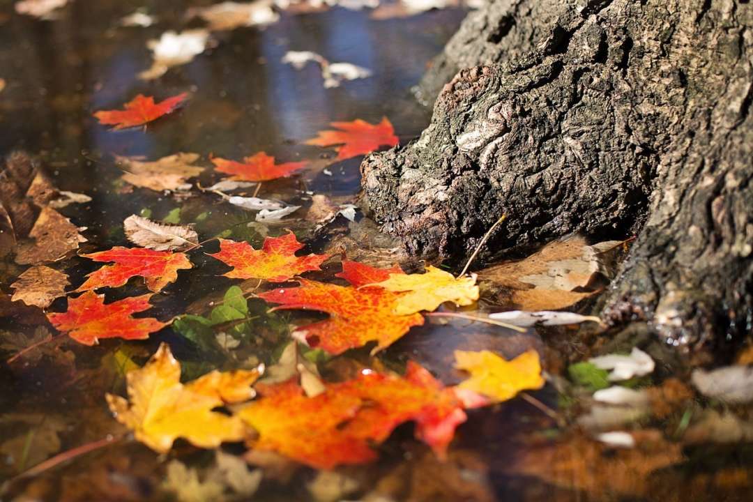 Приметы на 10 ноября / Фото: Pixabay Нельзя много смеяться: приметы на 10 ноября