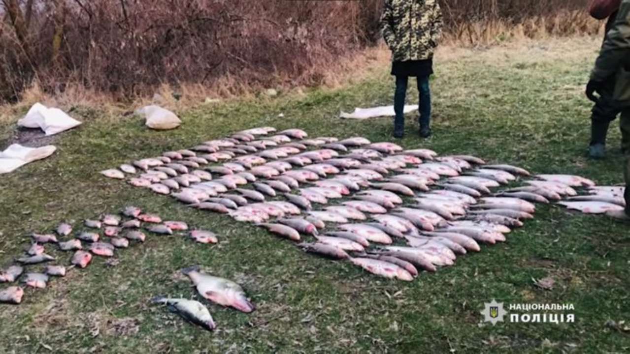 У Чернівецькій області браконьєри виловили червонокнижних риб майже на 2 мільйони