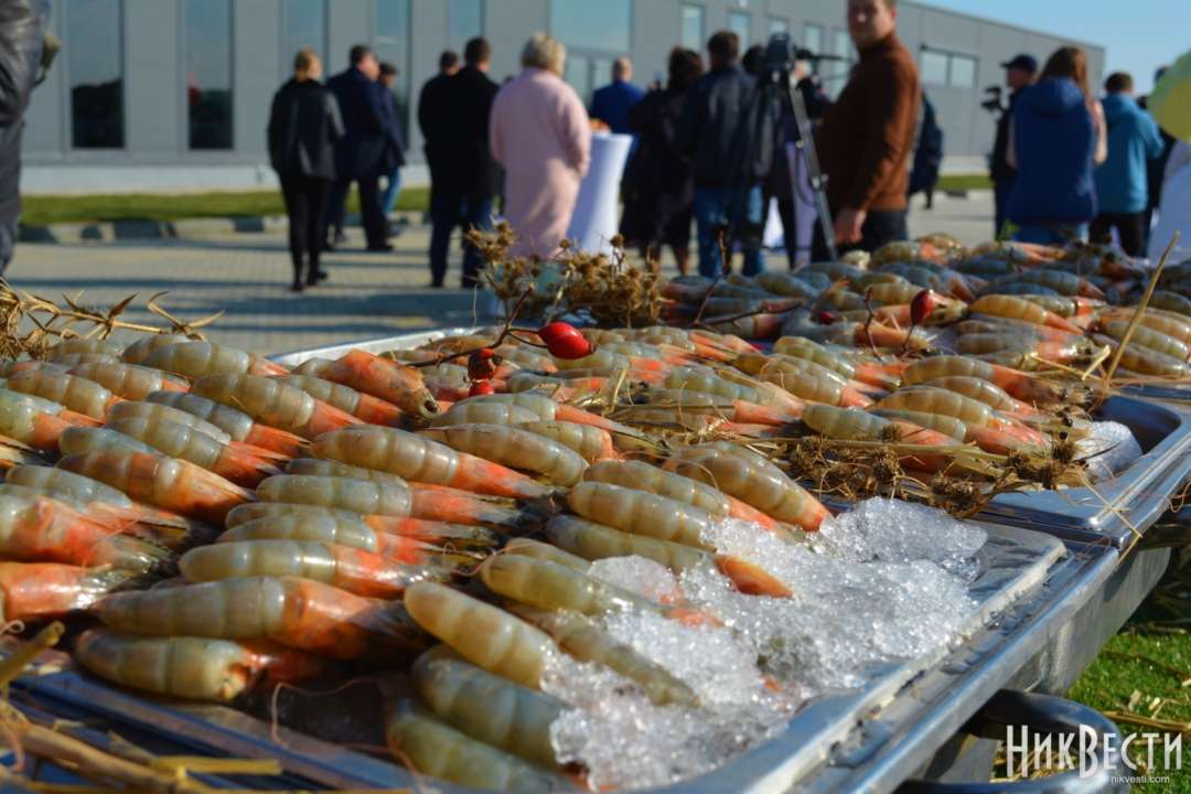У Миколаївській області відкрили найбільшу в Європі креветкову акваферму/Фото: НікВісті Ферма