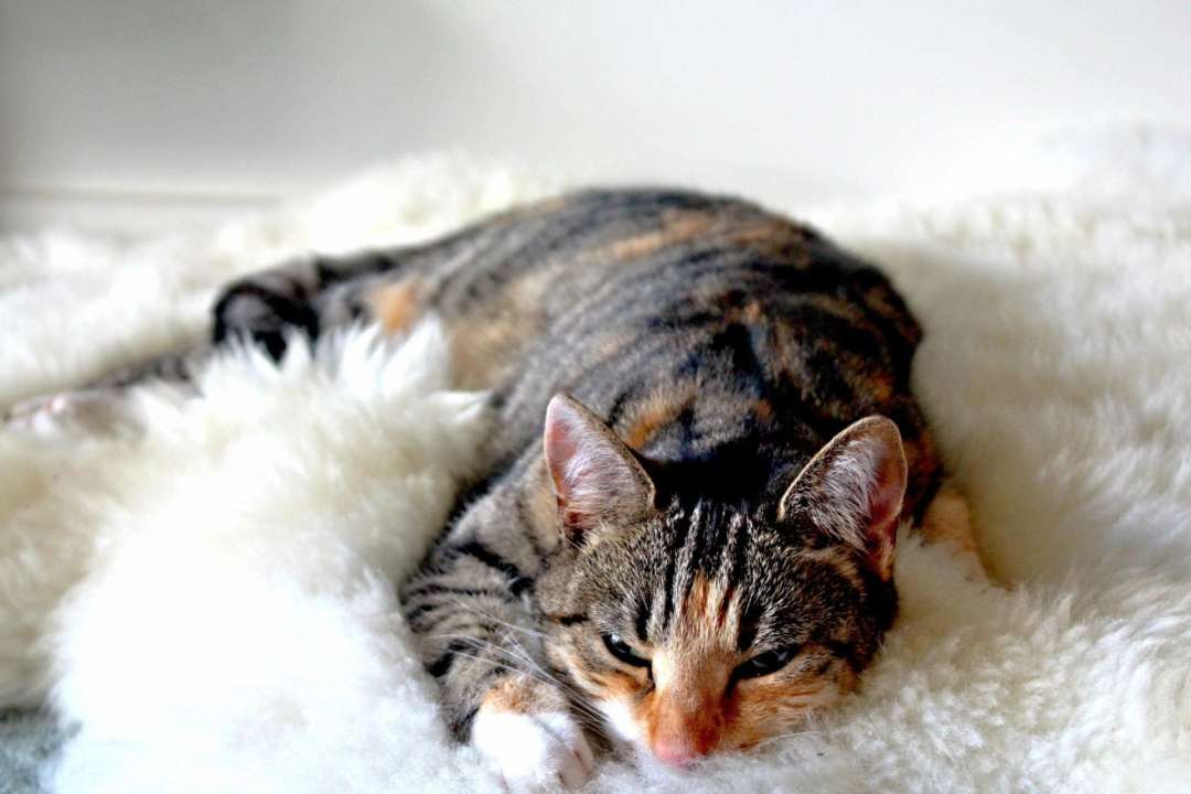 Кот