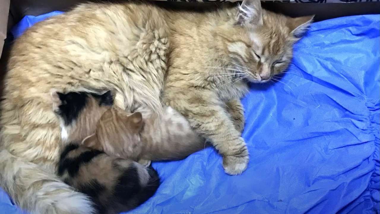 ВІДЕО. У Туреччині кішка сама принесла своїх кошенят на огляд до ветеринарів