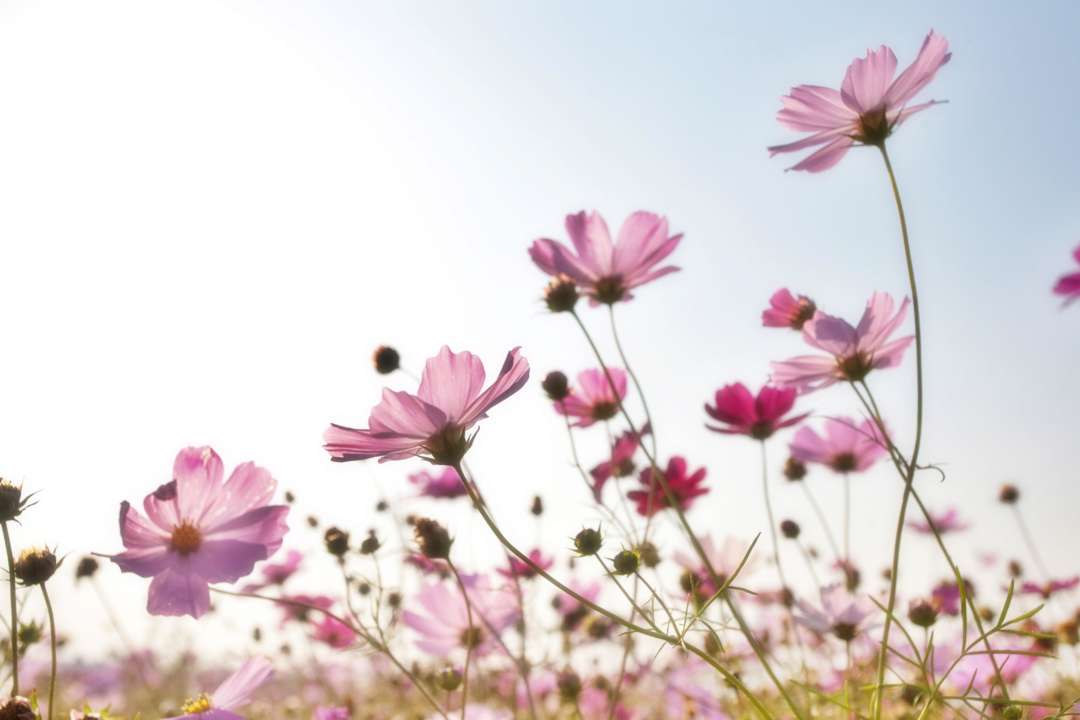 Прогноз погоды на 18 августа/Фото: Pixabay Цветы