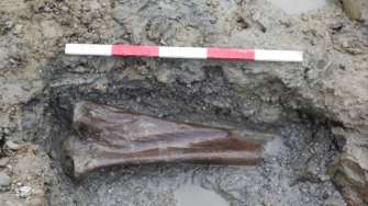 Археологи знайшли останки мамонтів віком понад 200 000 років/Фото: DigVentures Археологи