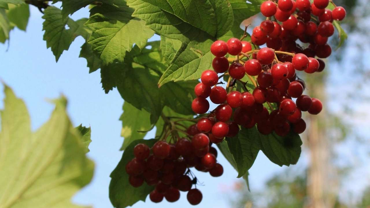 Користь та шкода калини для організму людини