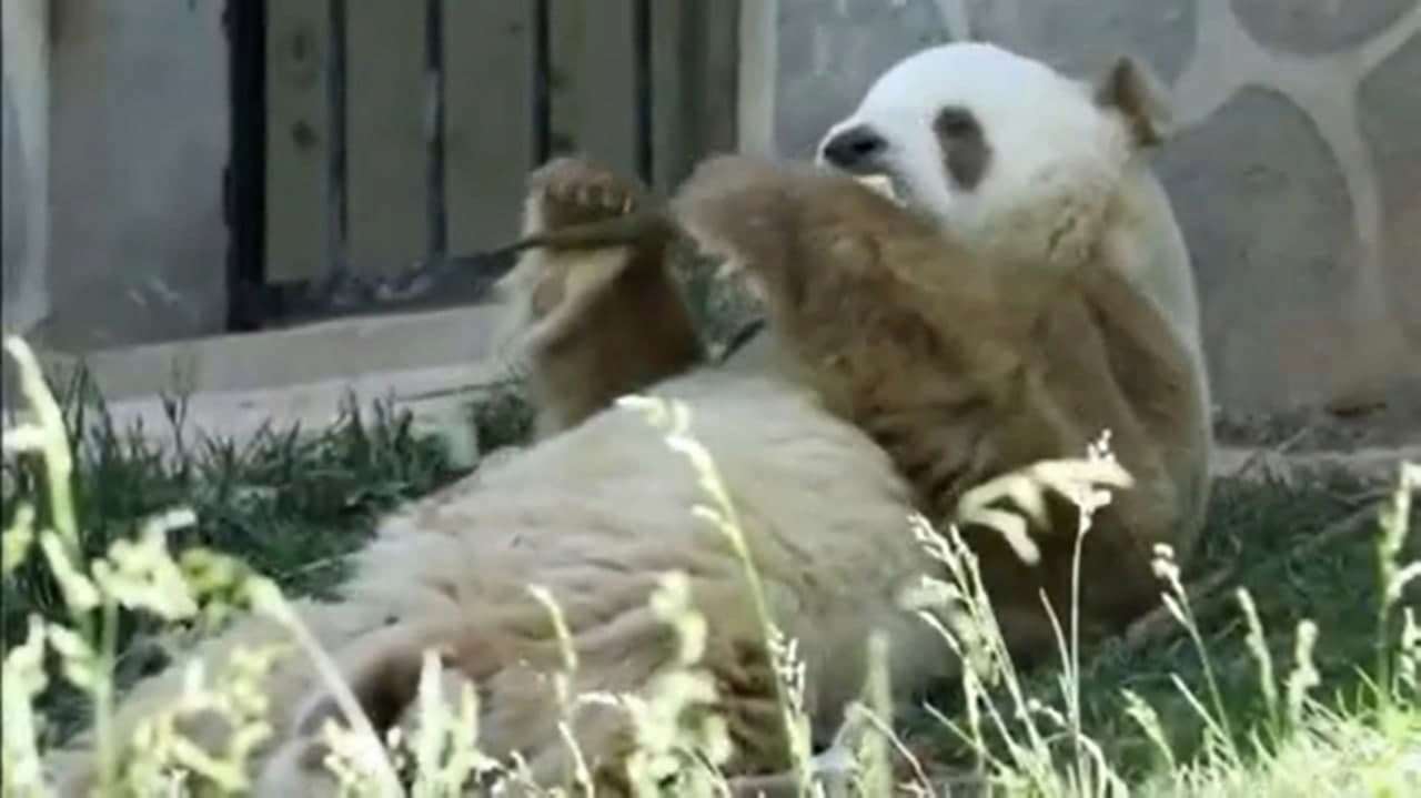 Коричневая панда
