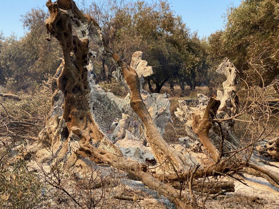 Лісові пожежі в Греції знищили унікальне дерево віком 2500 років